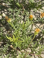 Bidens cabopulmensis