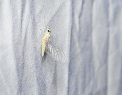 Maccaffertium mediopunctatum