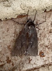 Lapara coniferarum