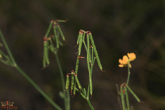 Coronilla juncea