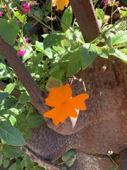 Thunbergia gregorii