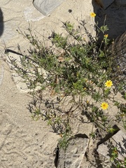 Bidens cabopulmensis