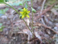 Waldsteinia fragarioides