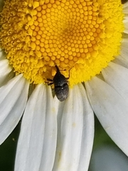 Odontocorynus salebrosus
