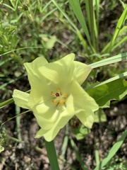 Cienfuegosia drummondii