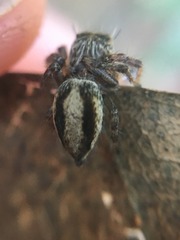 Hyllus