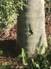 Anolis