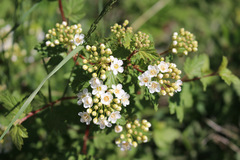 Physocarpus monogynus