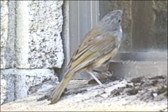 Pachycephala olivacea