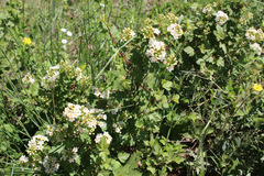 Physocarpus monogynus