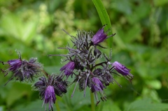 Hydrophyllum virginianum atranthum