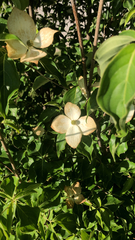 Cornus kousa