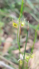 Drosera peltata