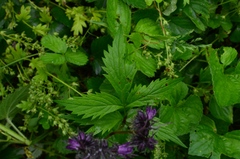 Hydrophyllum virginianum atranthum
