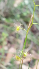 Drosera peltata