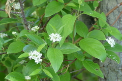 Cornus sericea