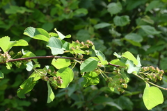 Amelanchier alnifolia