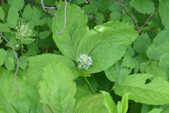 Aralia nudicaulis