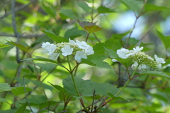 Viburnum opulus