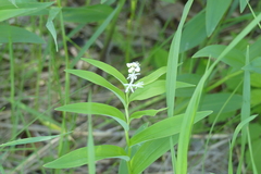 Maianthemum stellatum