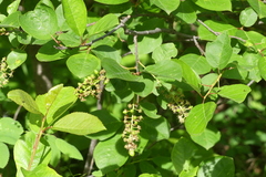 Prunus virginiana