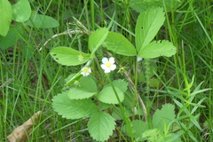 Fragaria virginiana
