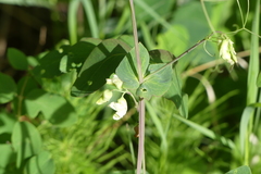 Lathyrus ochroleucus