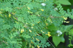 Caragana arborescens