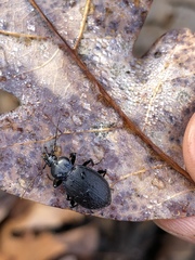 Sphaeroderus stenostomus