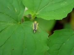 Evacanthus bellaustralis