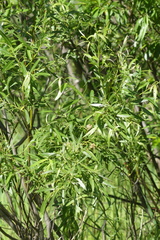 Salix