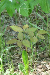 Aralia nudicaulis
