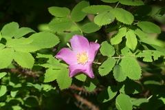Rosa acicularis