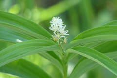 Maianthemum stellatum