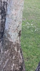 Anolis