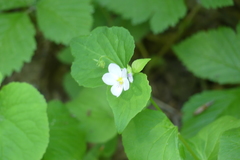 Viola canadensis