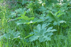 Heracleum maximum
