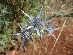 Eryngium dilatatum