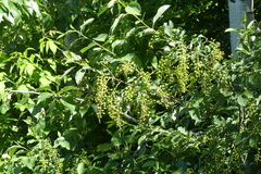 Prunus virginiana