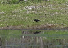 Corvus brachyrhynchos