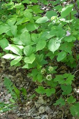 Aralia nudicaulis