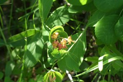 Lonicera dioica