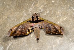 Adhemarius sexoculata