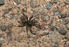 Arctosa rubicunda