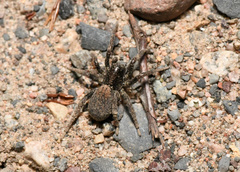 Arctosa rubicunda