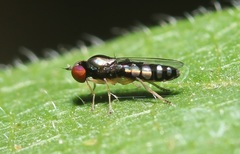 Bertamyia notata