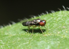 Bertamyia notata