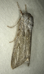 Acronicta lanceolaria