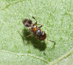 Encyrtus