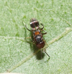 Encyrtus